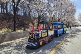 전국은 지금 온통 하얀 물결 '여주 흥천 남한강 벚꽃 축제' 다녀오다