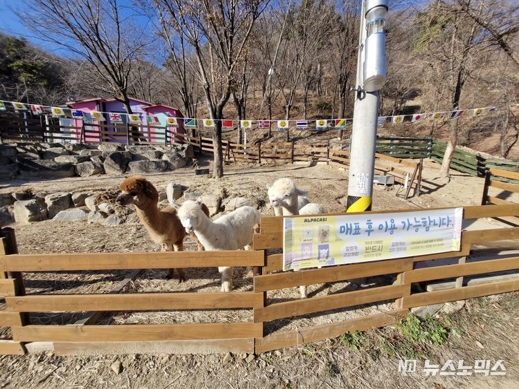 산속애 알파카 동물 모습