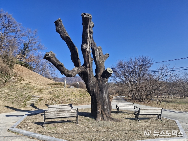 고달사지 입구 거목 모습