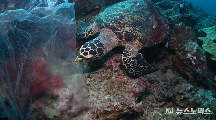 비닐봉지를 먹이로 착각한 매부리바다거북 영상 갈무리(© Shutterstock / Krzysztof Bargiel / WWF)