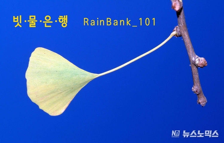 빗물을 자산으로 취급하는 빗물은행 ‘RainBank_101’이 설립됐다
